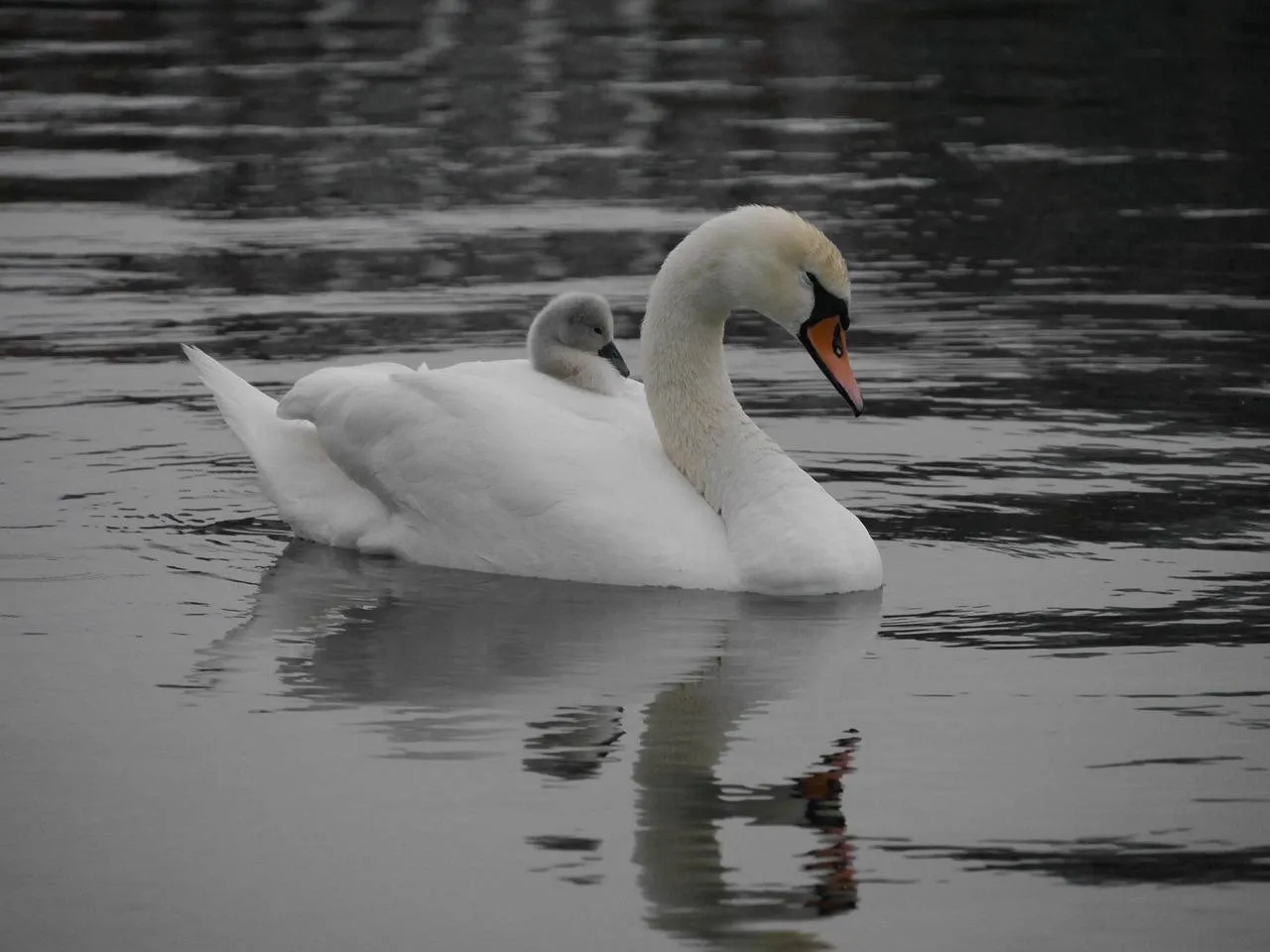 zwaan met jong samboep pixabay