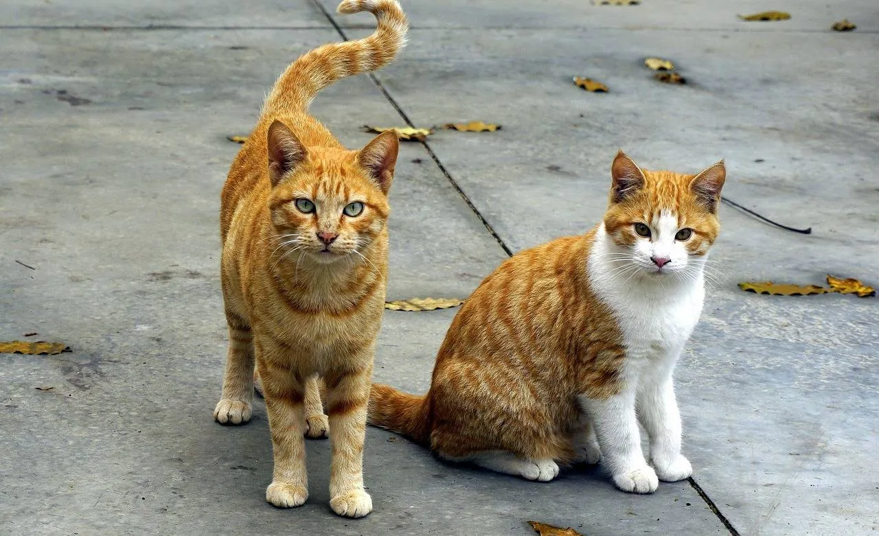 katten JosepMonter Pixabay