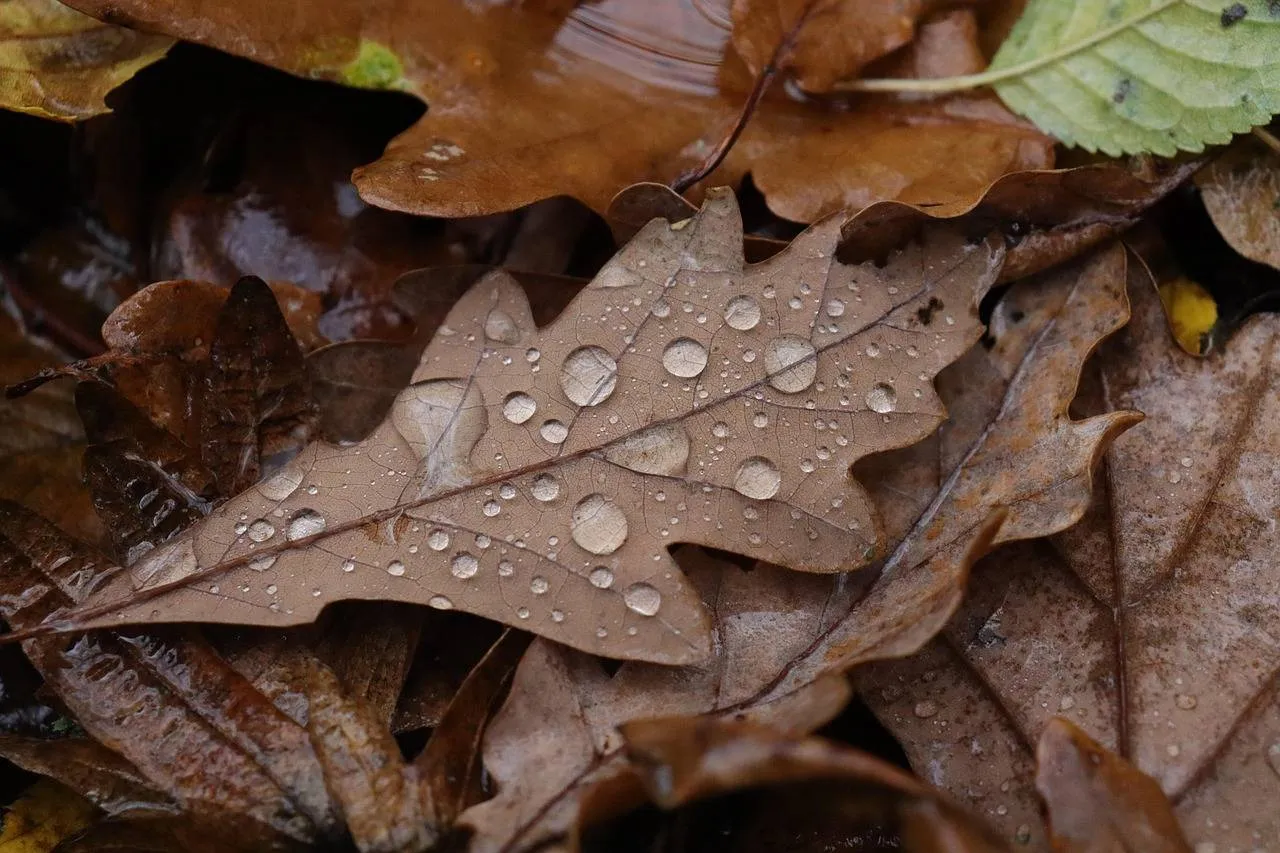 Regeldruppels herfst t3ddy4rt Pixabay