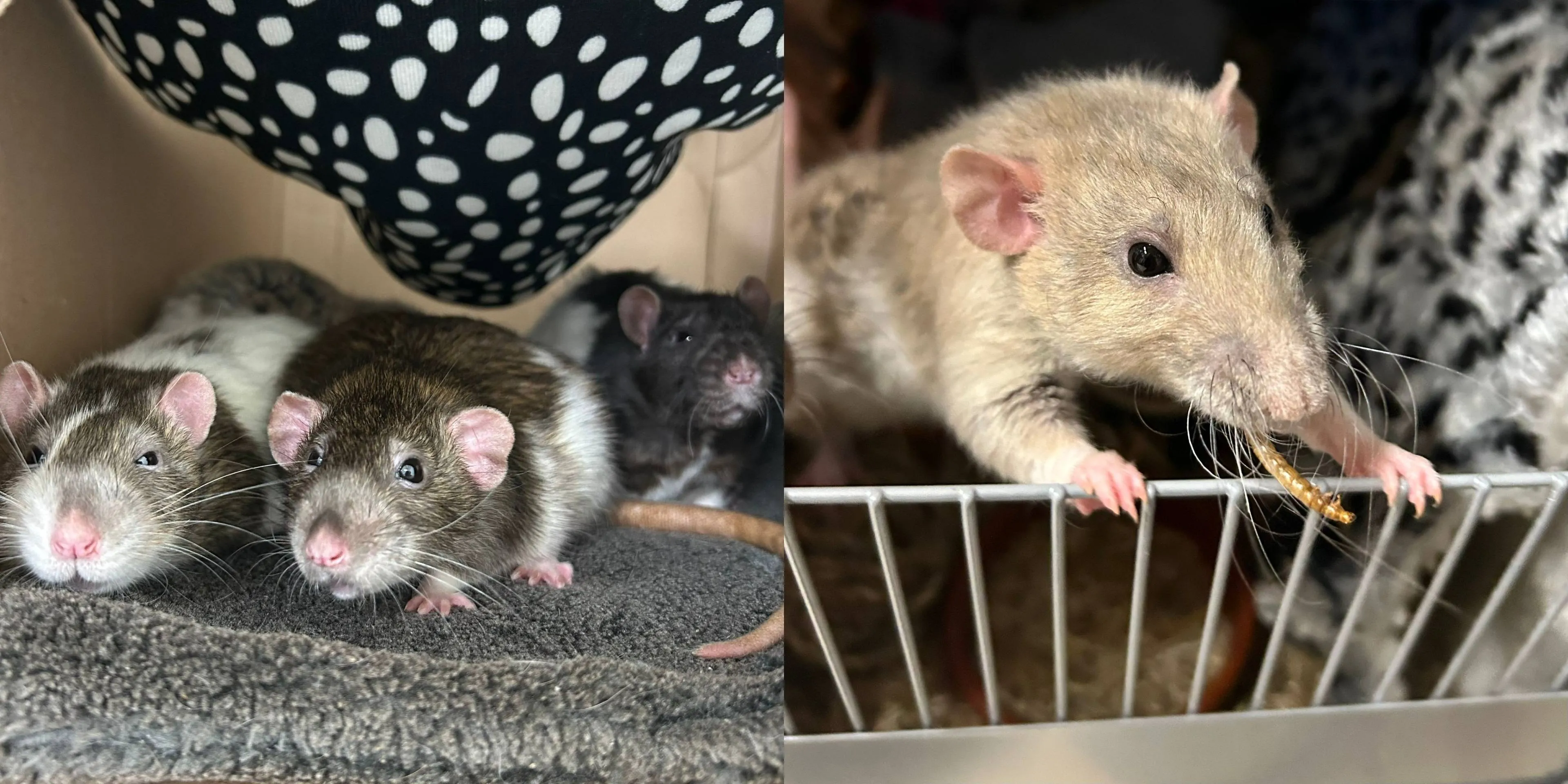 Baxter-Ozzie-en-Husk