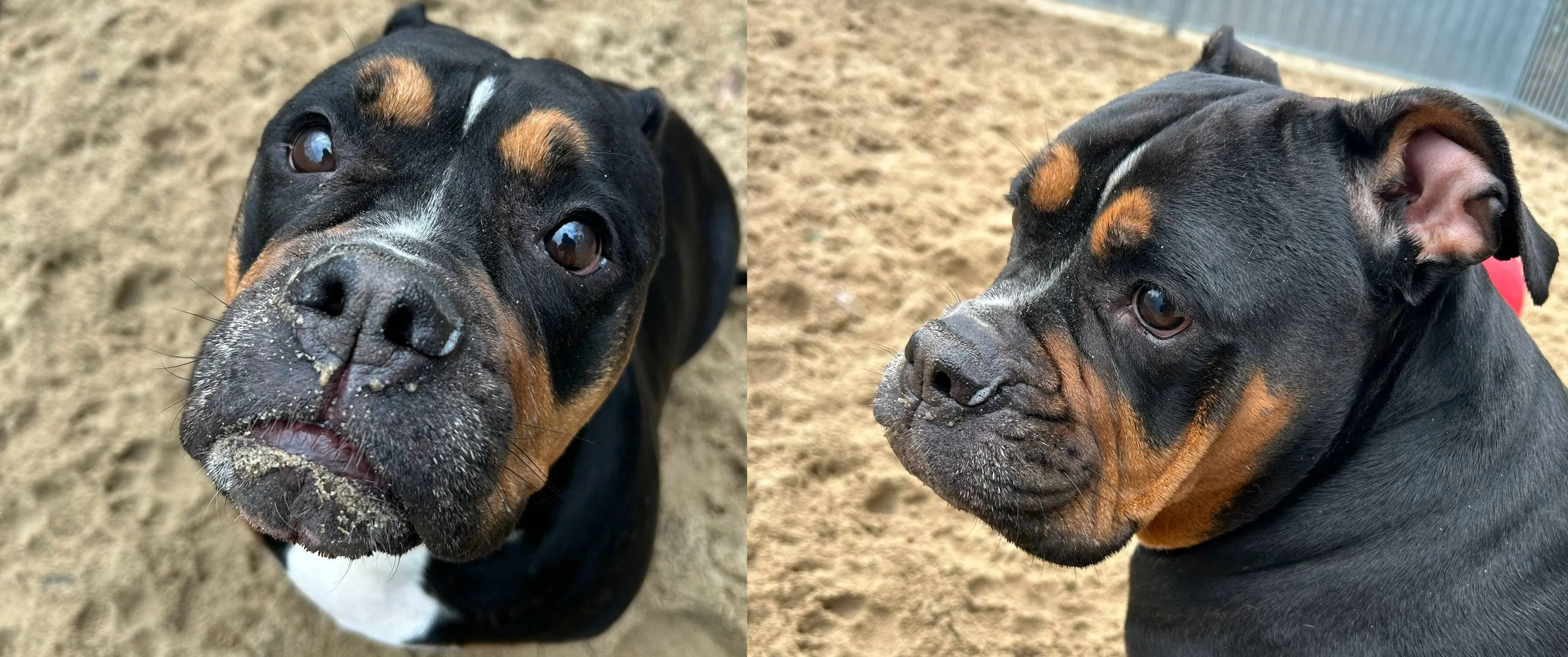 Huisdier van de week - Taja - Dierentehuis Arnhem en omstreken (4)