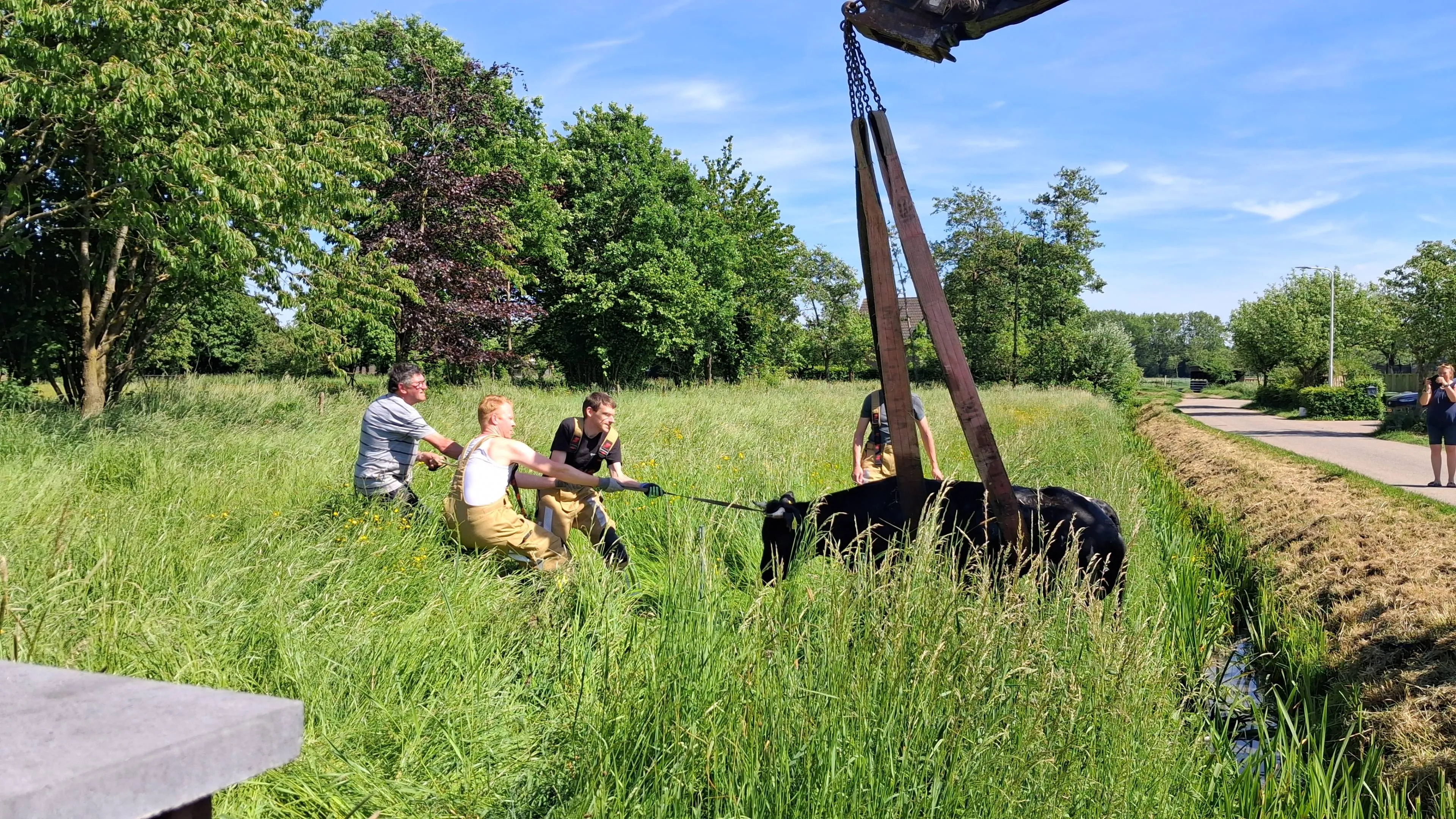 Koe in de sloot Zetten (17)