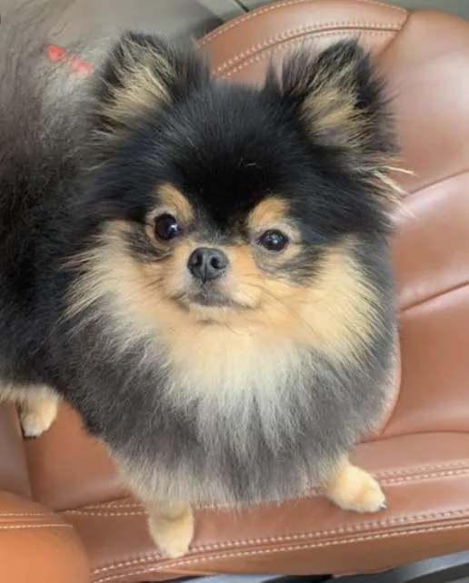 hondje vaes