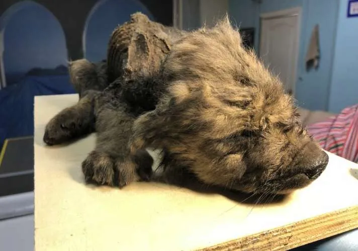 schermafbeelding 2019 11 29 om 110217