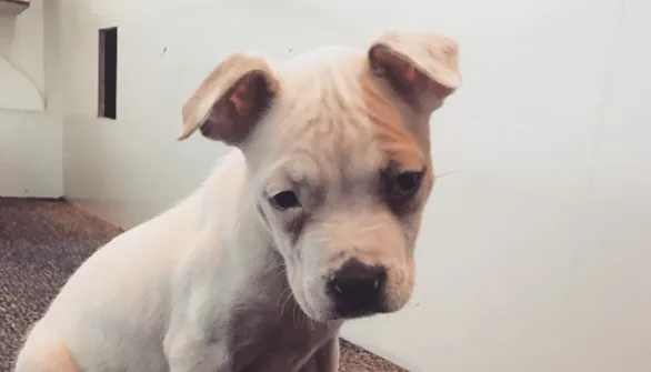 screen shot 2016 12 06 at 115814 am