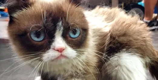 screen shot 2018 01 26 at 80004 pm