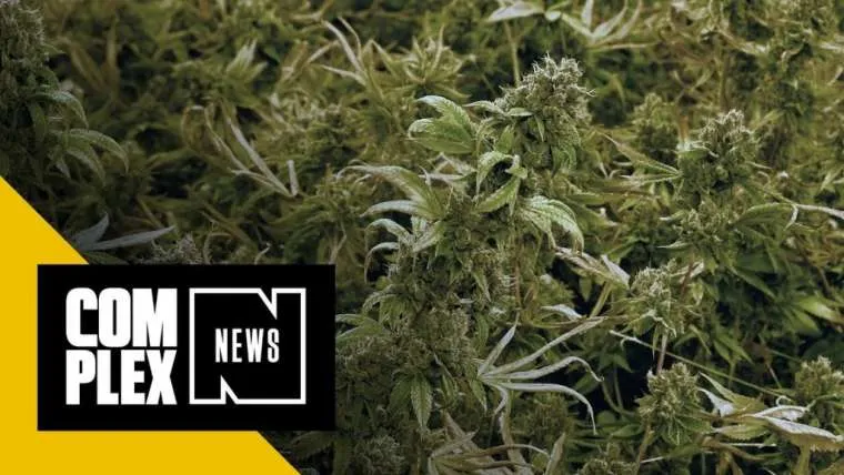 wow duitse politie neemt 550 kilo wiet in beslag t w v 4 000 000