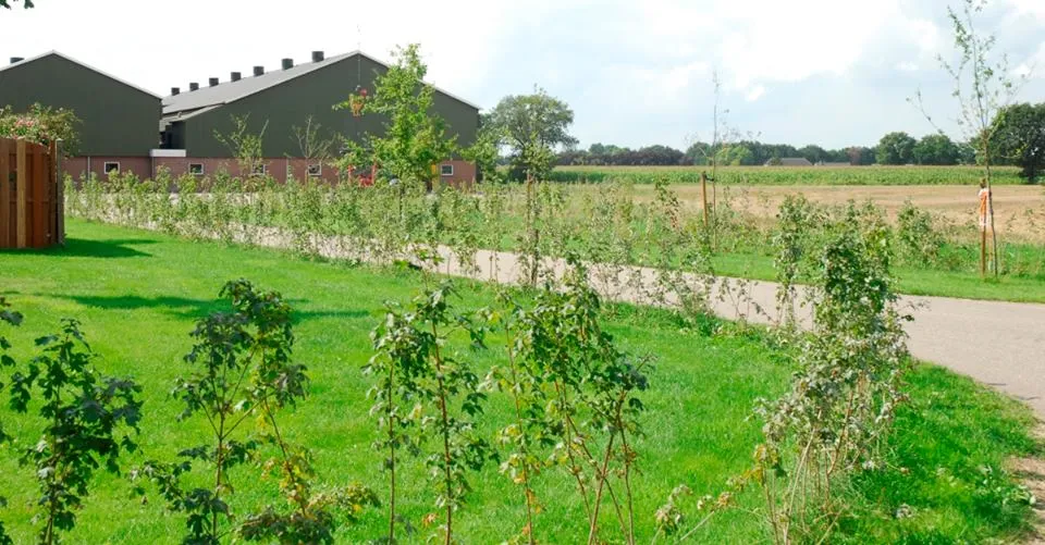 gemeente peel en maas erfbeplanting