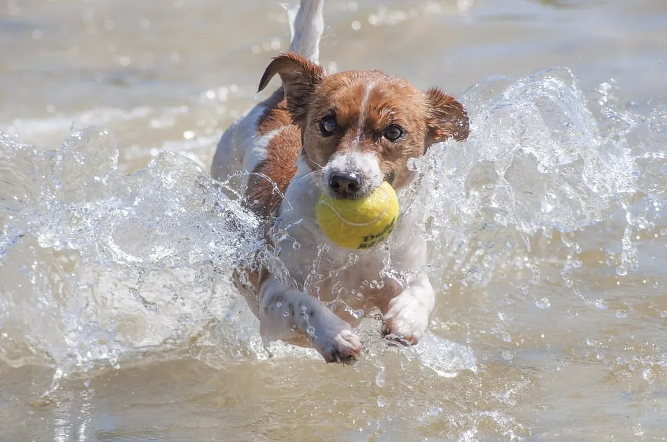 hond water