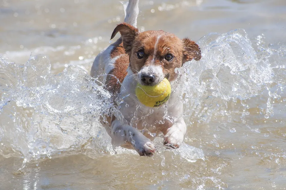 hond water