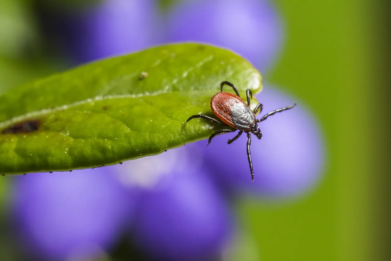 ixodes ricinus 5260258 1280