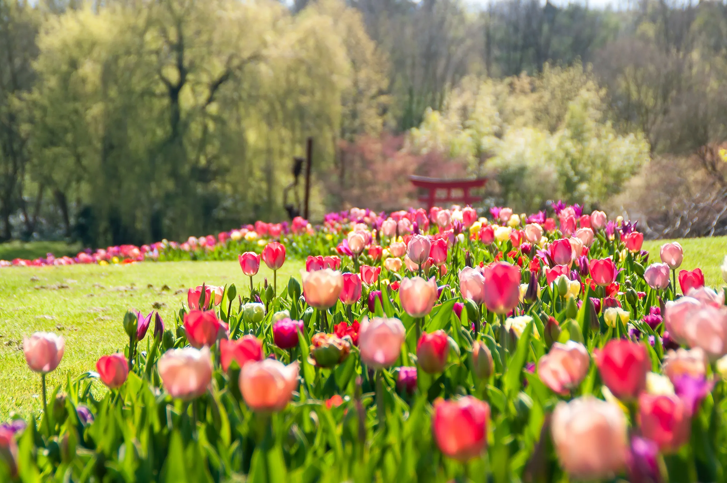 kasteeltuinenarcen voorjaar tulpen