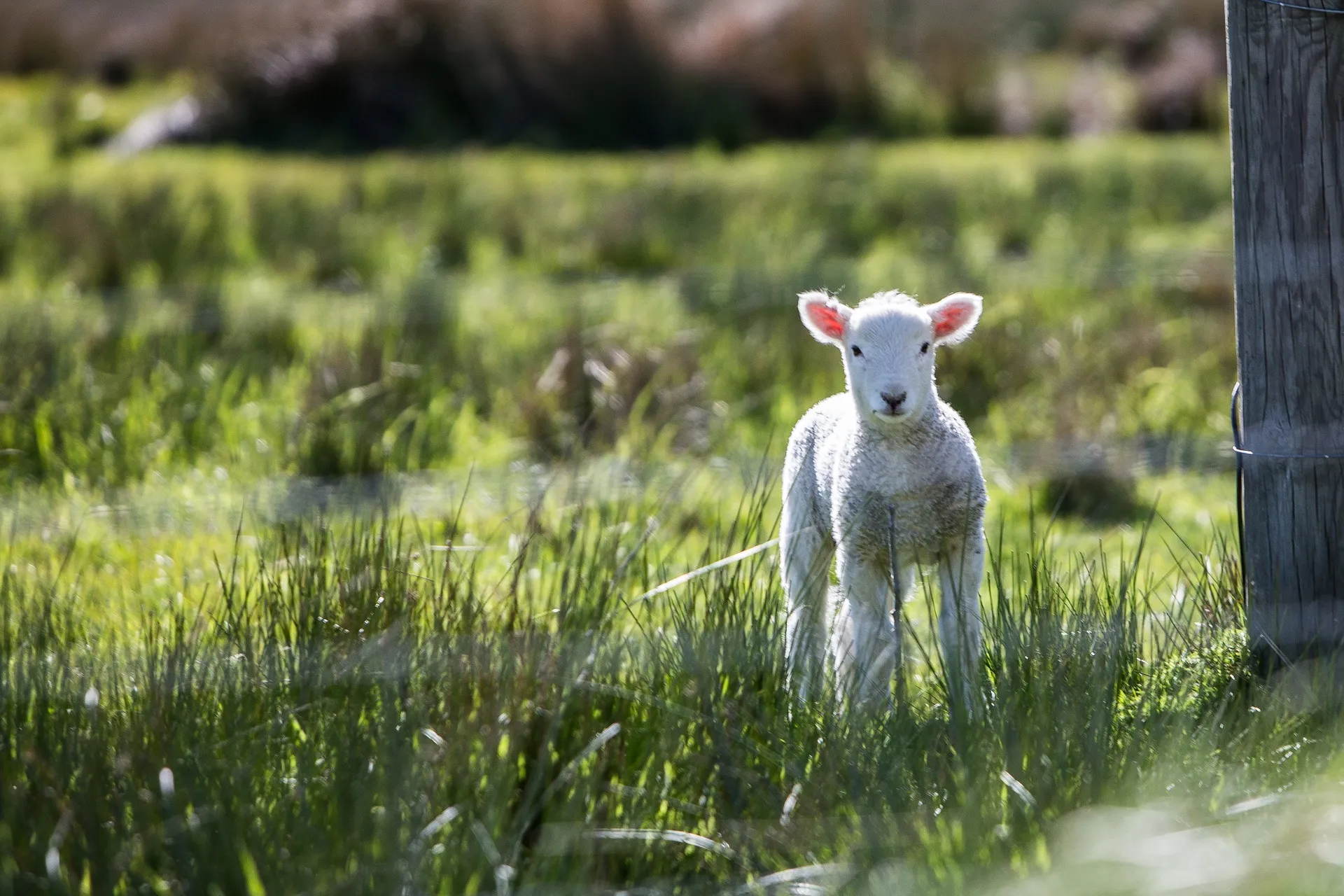lamb 1081950 1920