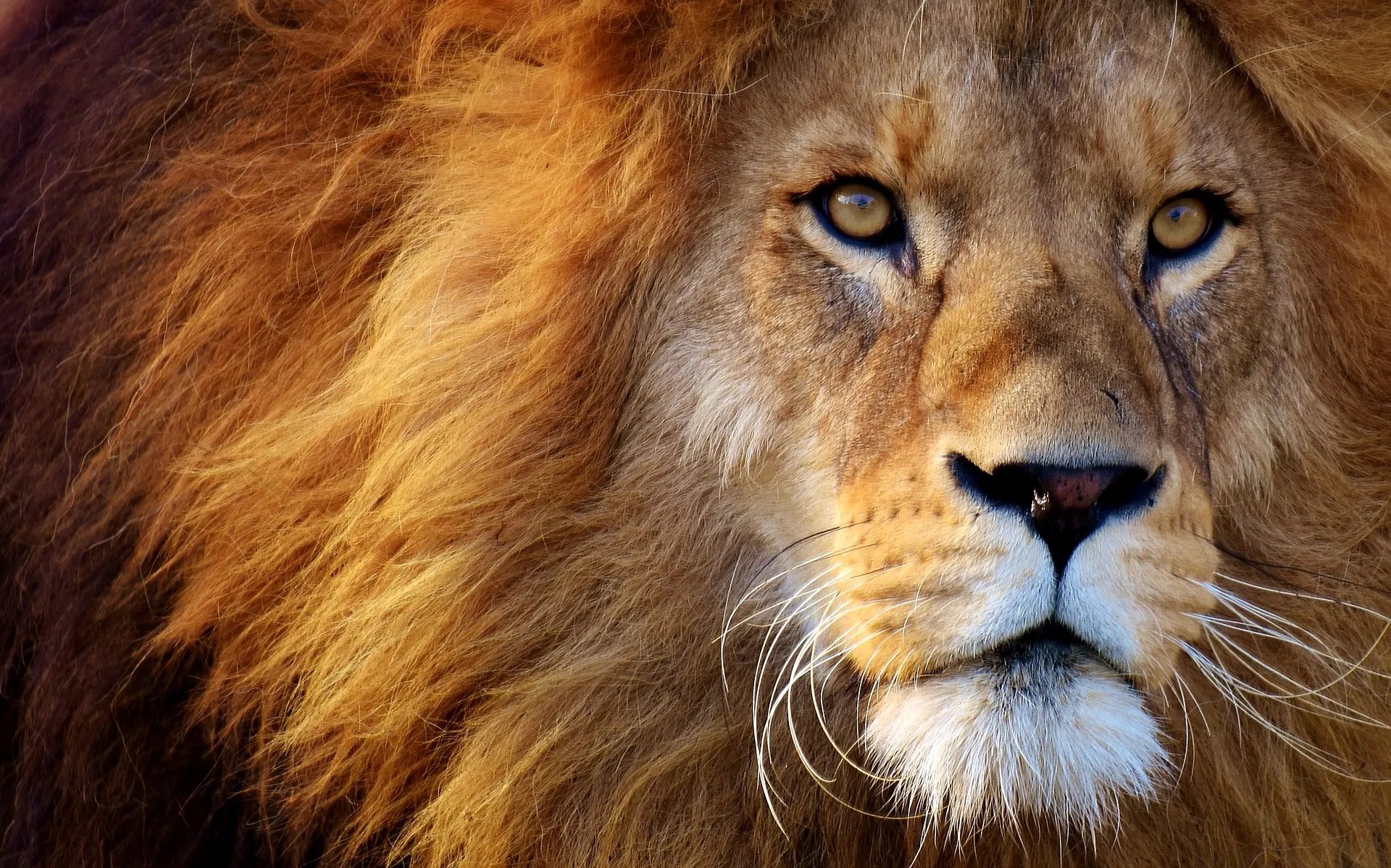 lion 3049884 1920