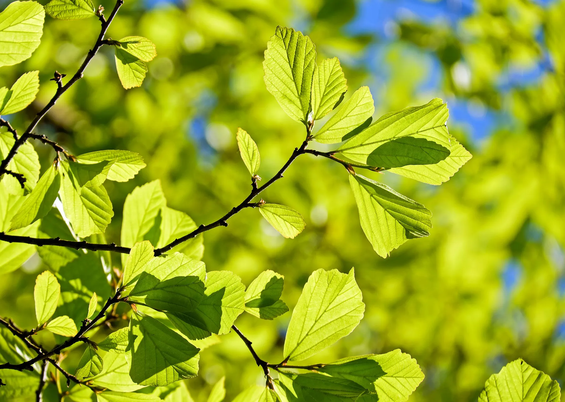 oak g596975b09 1920