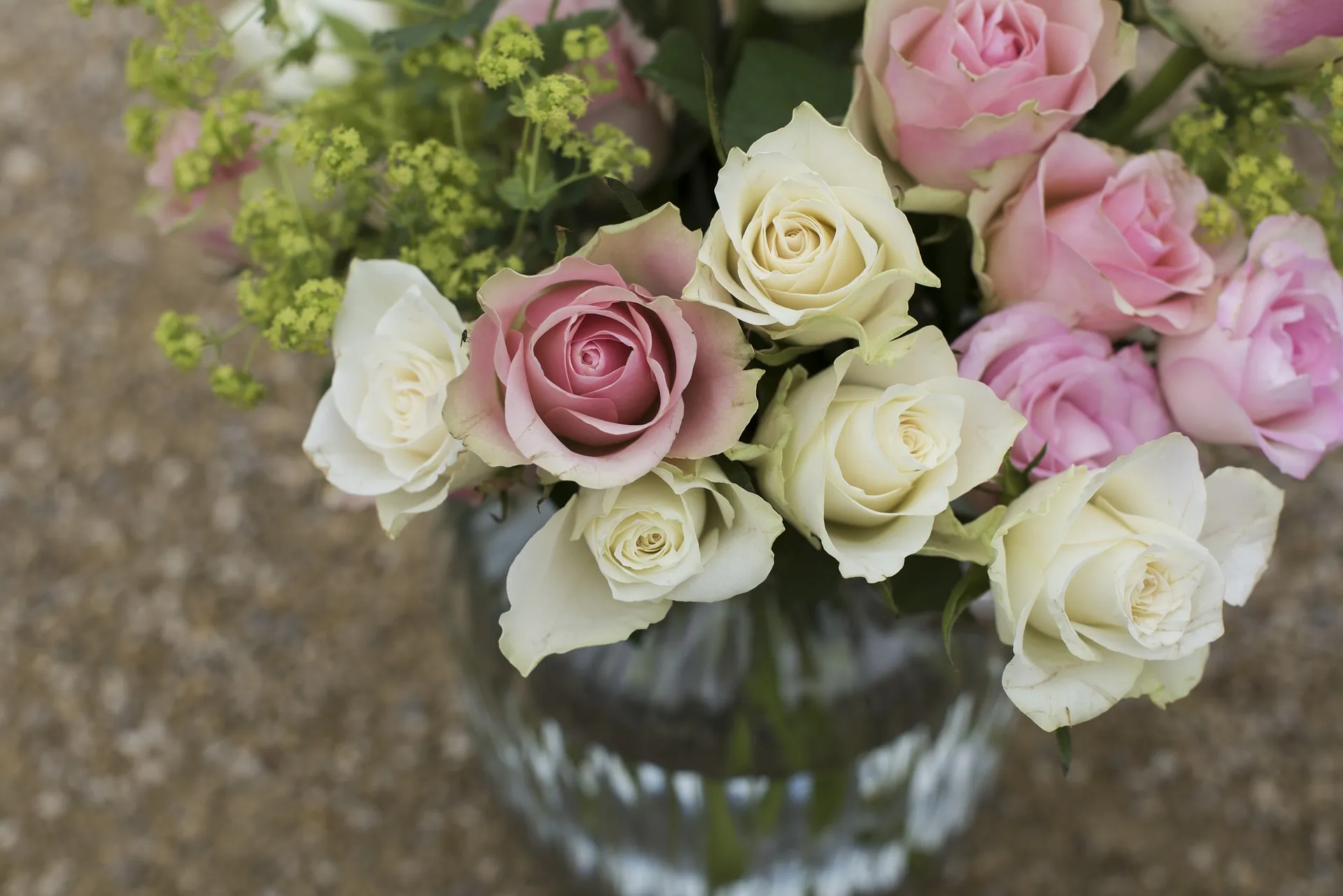 roses 1867911 1920