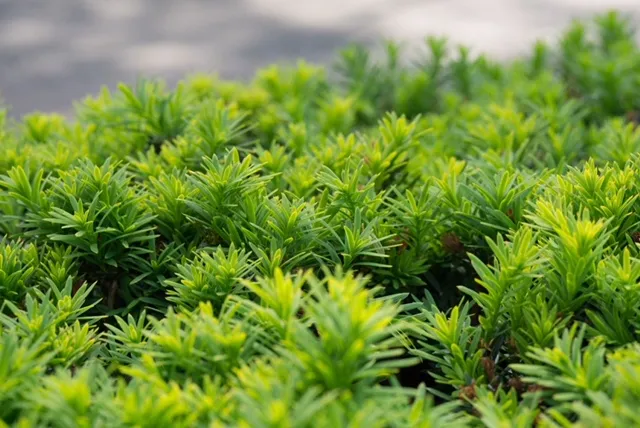 schot taxushaag tot 10 6 2021