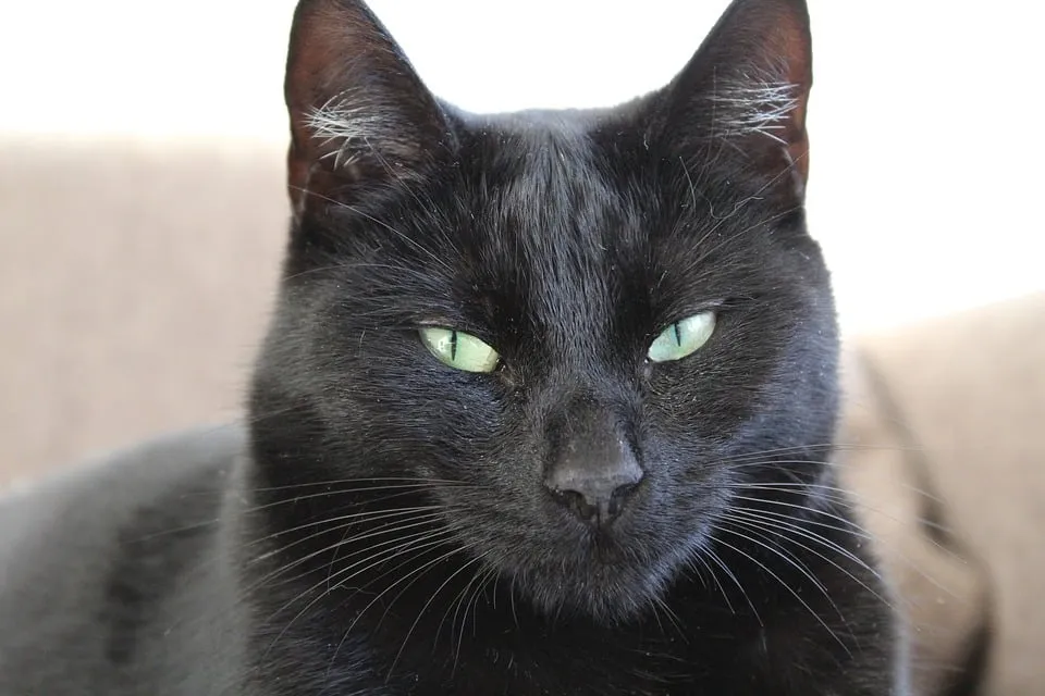 zwarte kat