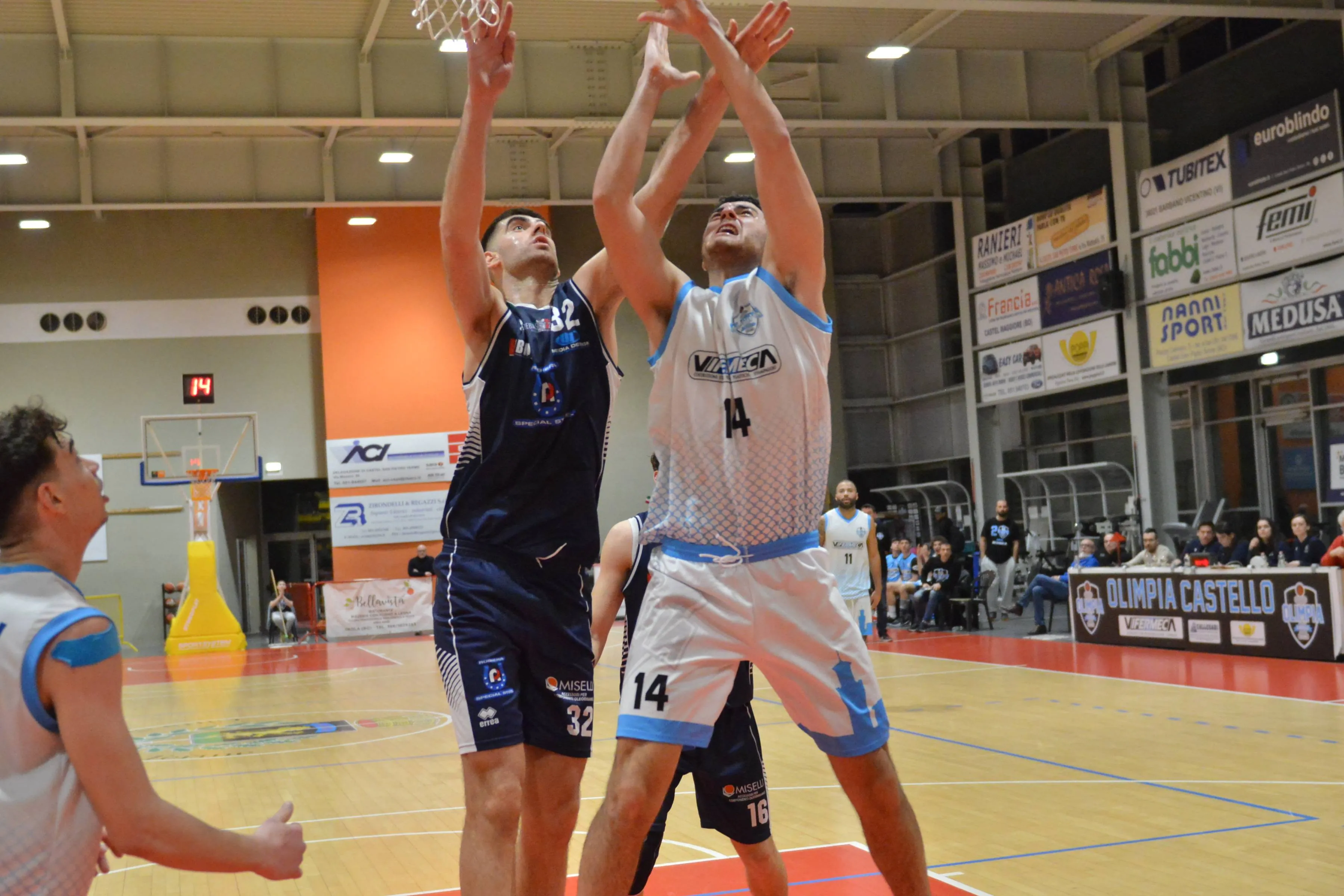 GALLO (2)