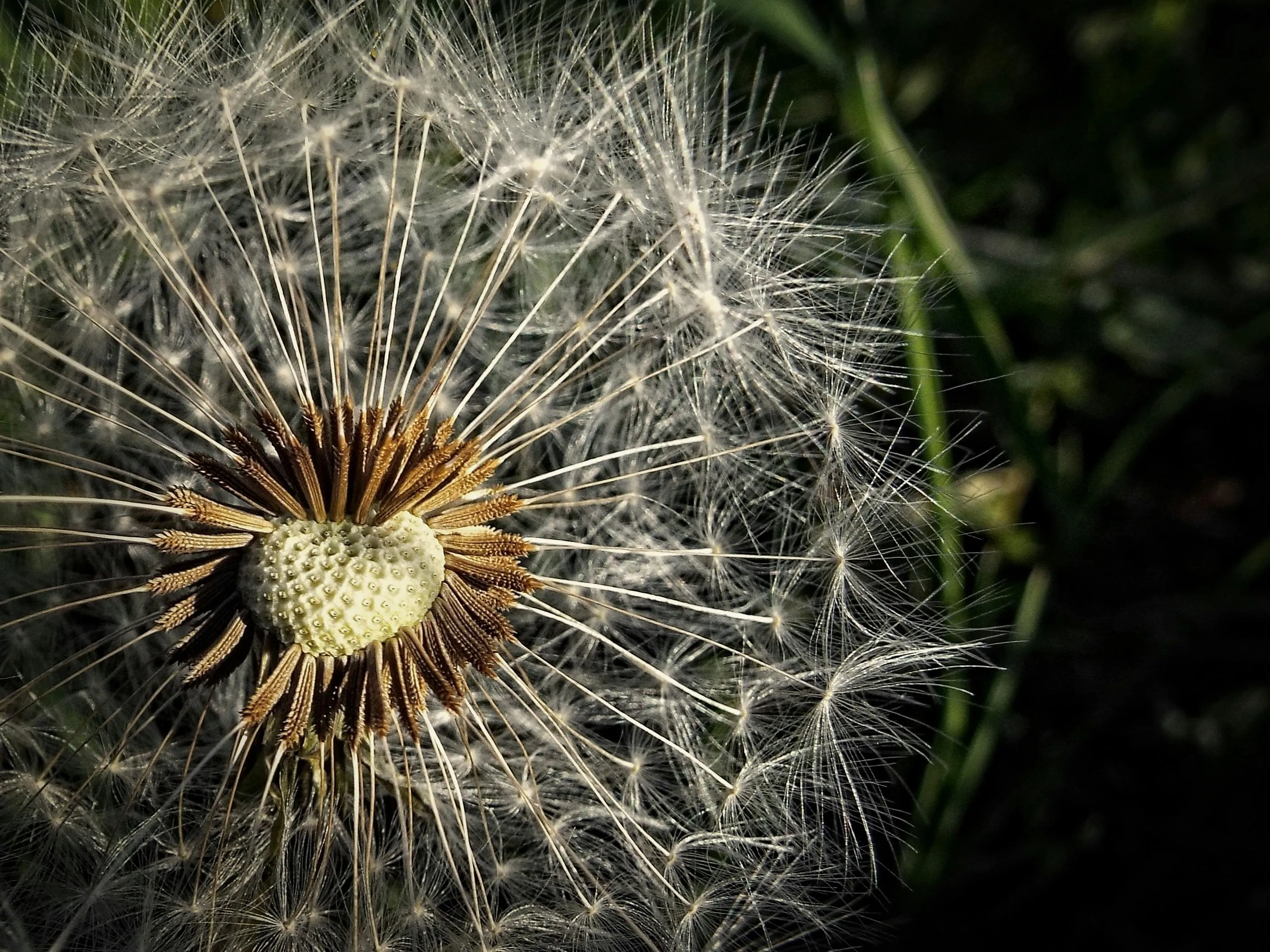 pexels pixabay 161506
