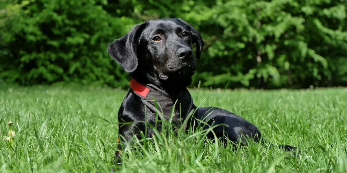 vermiste vierjarige gered dankzij hond 2