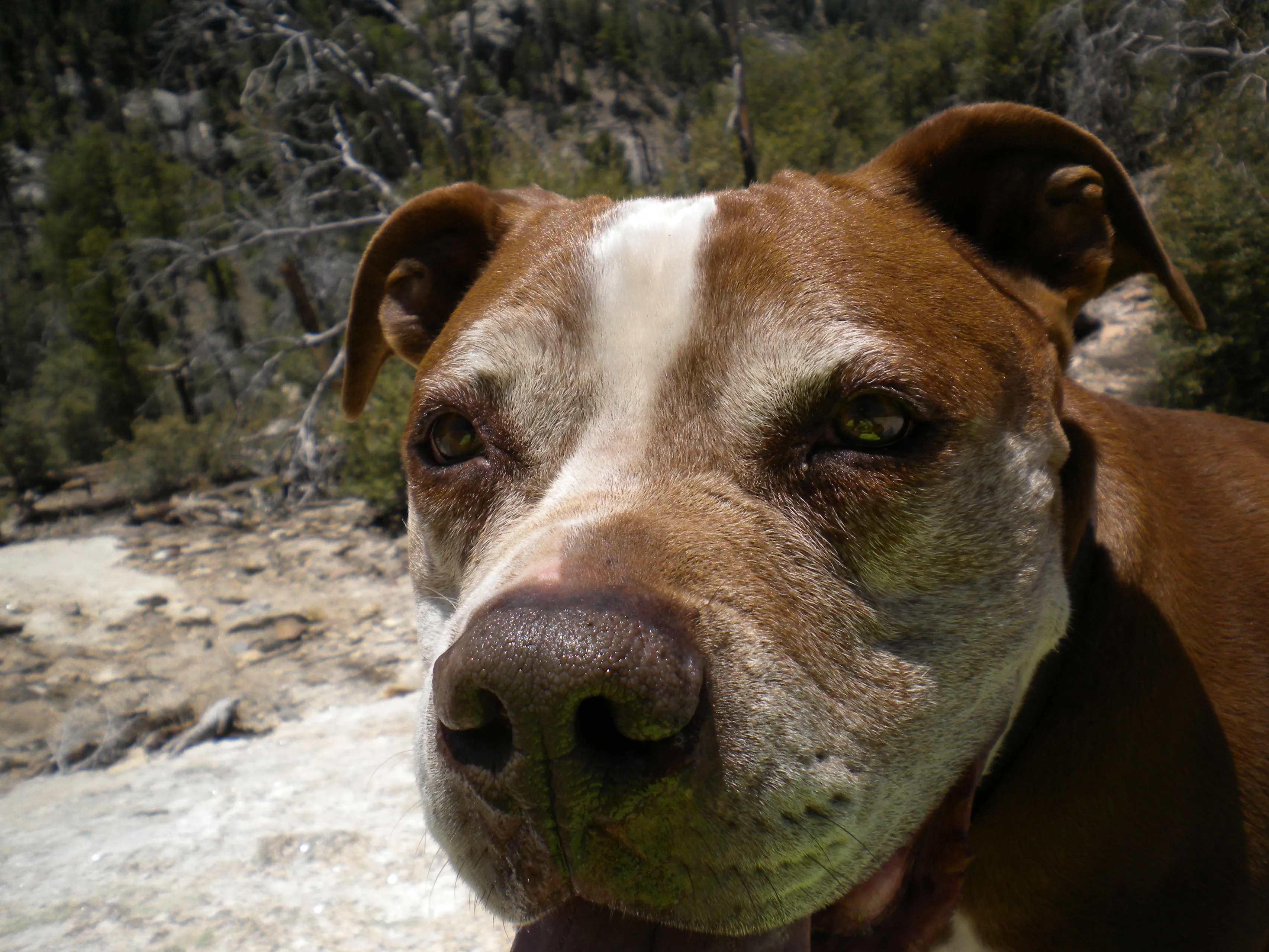 american staffordshire terrier named rocky1