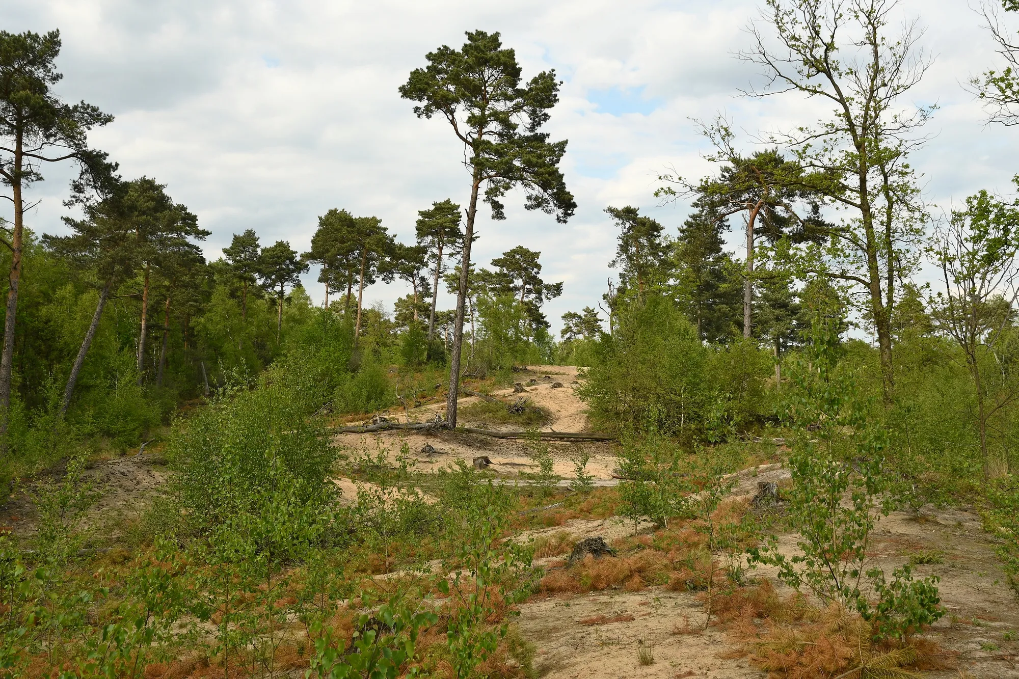 ravenvennen henk heijligers