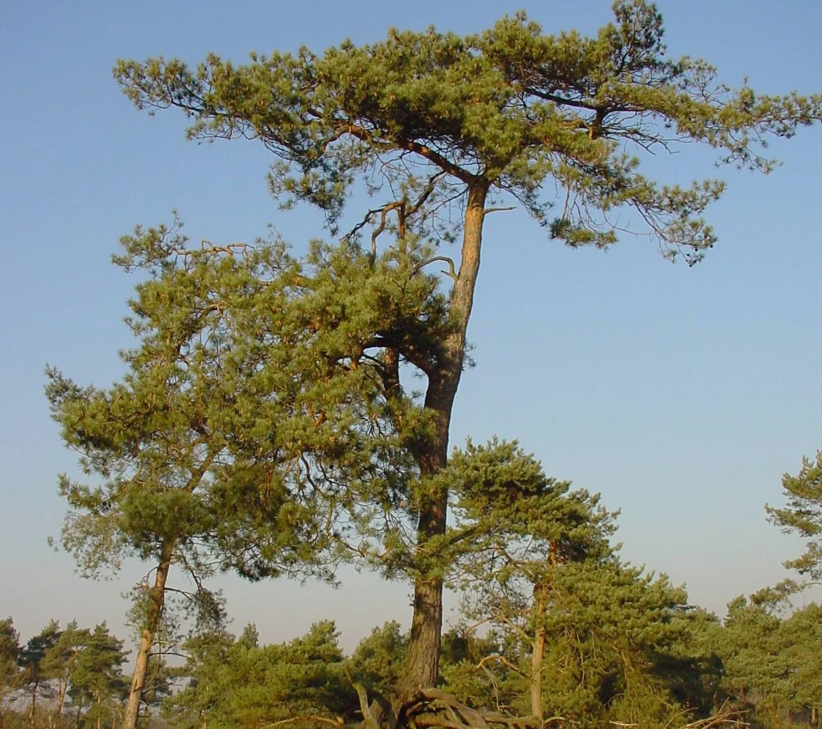 ravenvennen sll harry bussink 3 e1541679203155