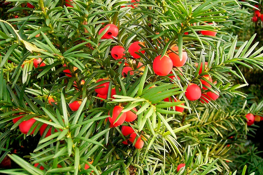 banner taxus voor hoop 900x600px 1