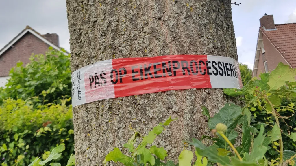 eikenprocessierups gemeente venlo