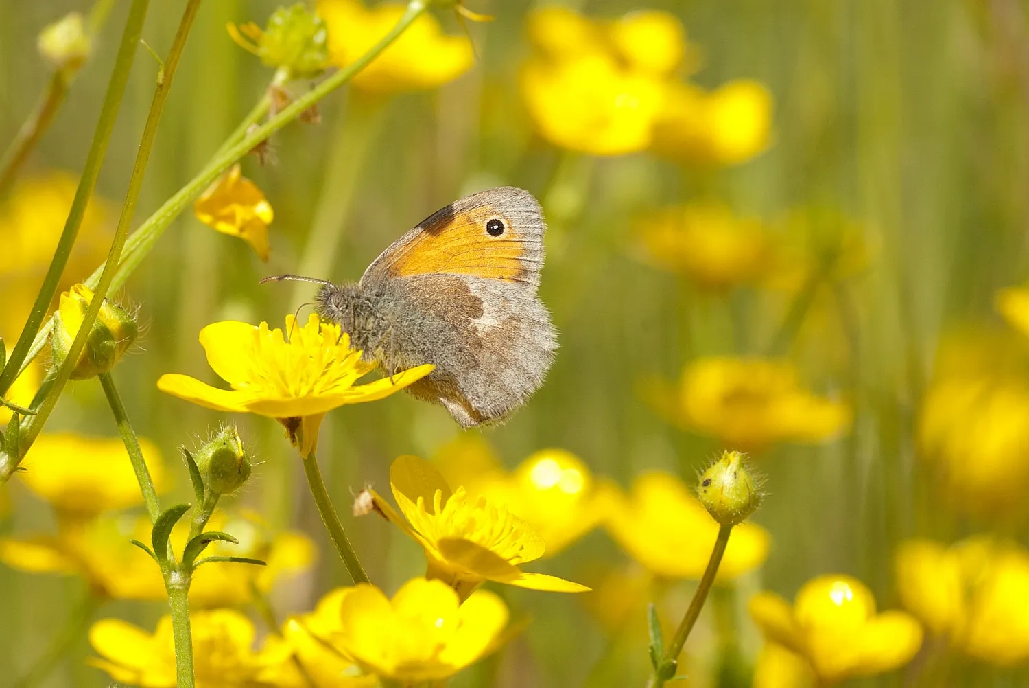 hooibeestje henk heijligers