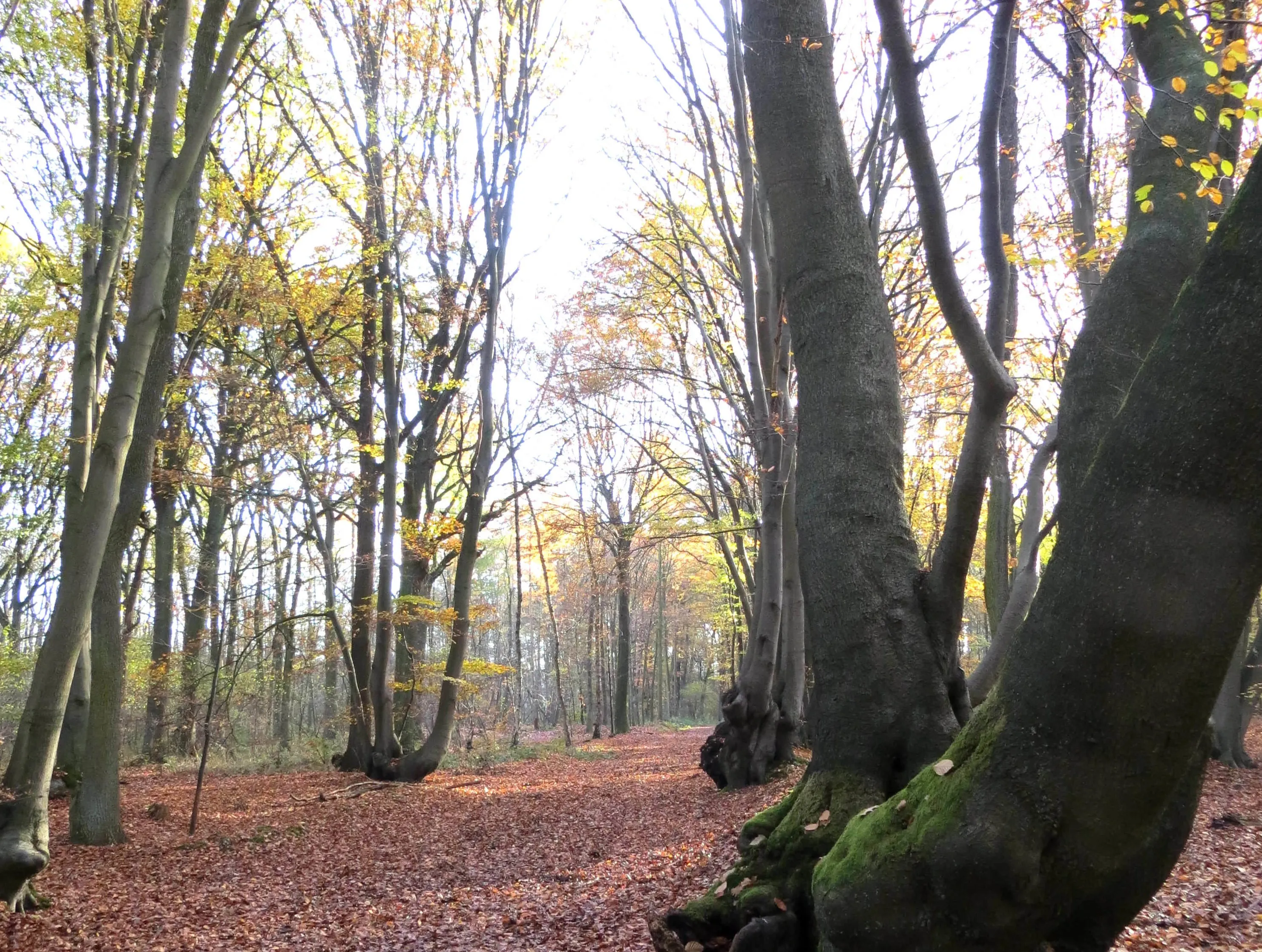 1 schrolik bossen nieuwjwandel2018 e1545945493633