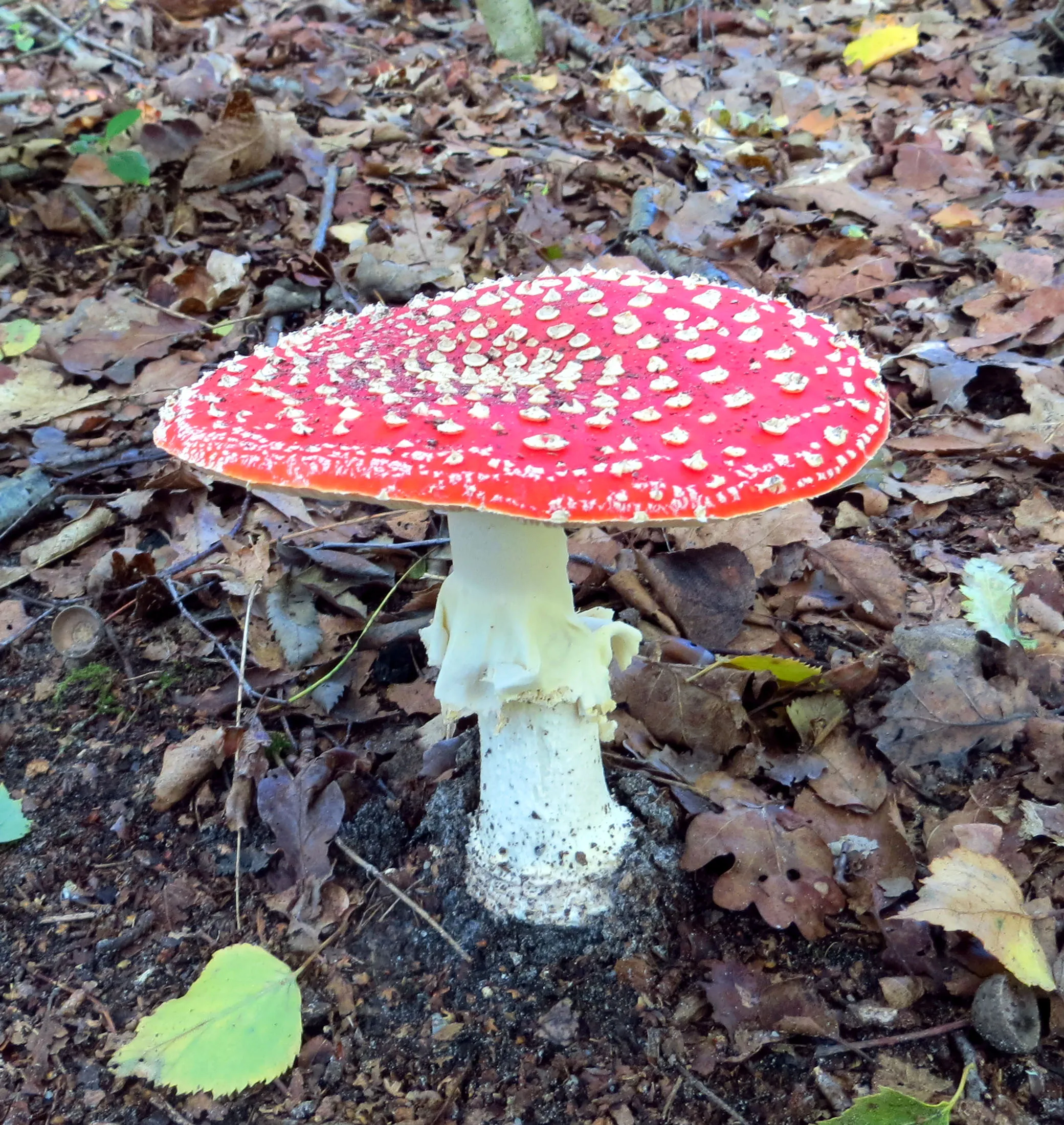 10 vliegenzwam zwart water 2017