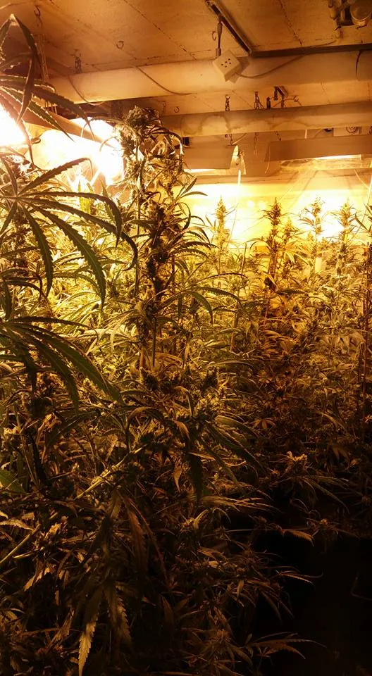 19883942 742311515965898 3153377057920996847 n