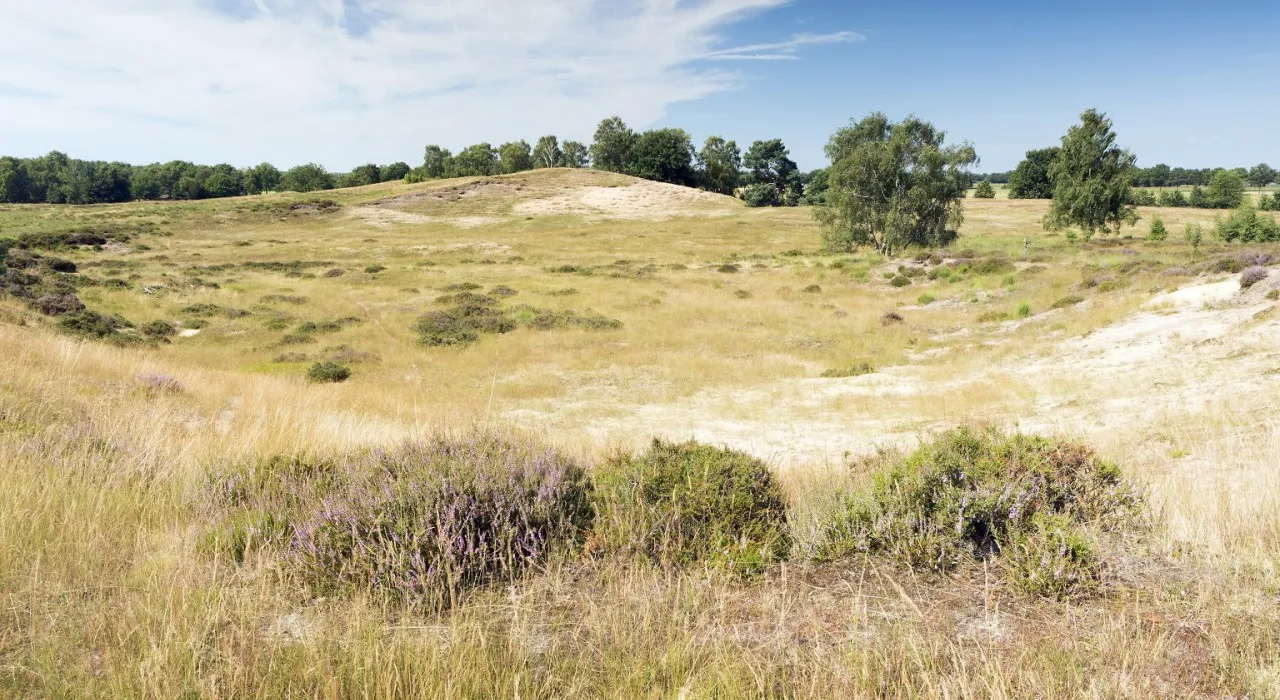 20120812 de maasduinen eckeltse bergen w1a8579