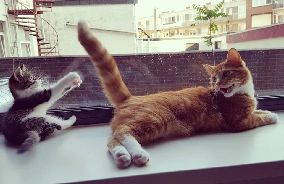 22154319 2021572704728635 7459772239632817160 n