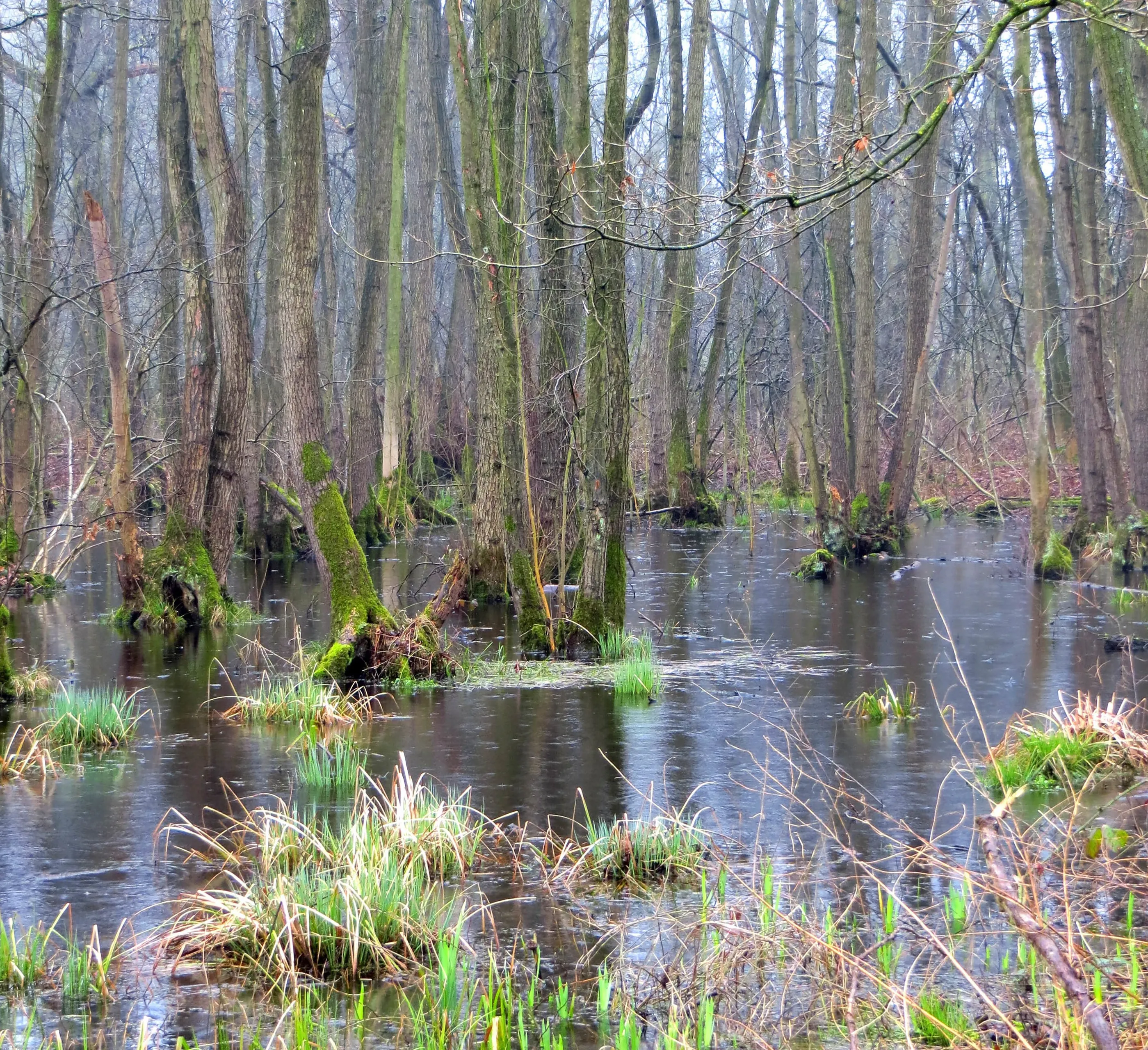 3 dubbroek broekbos 2017 piet fleuren e1552467481162