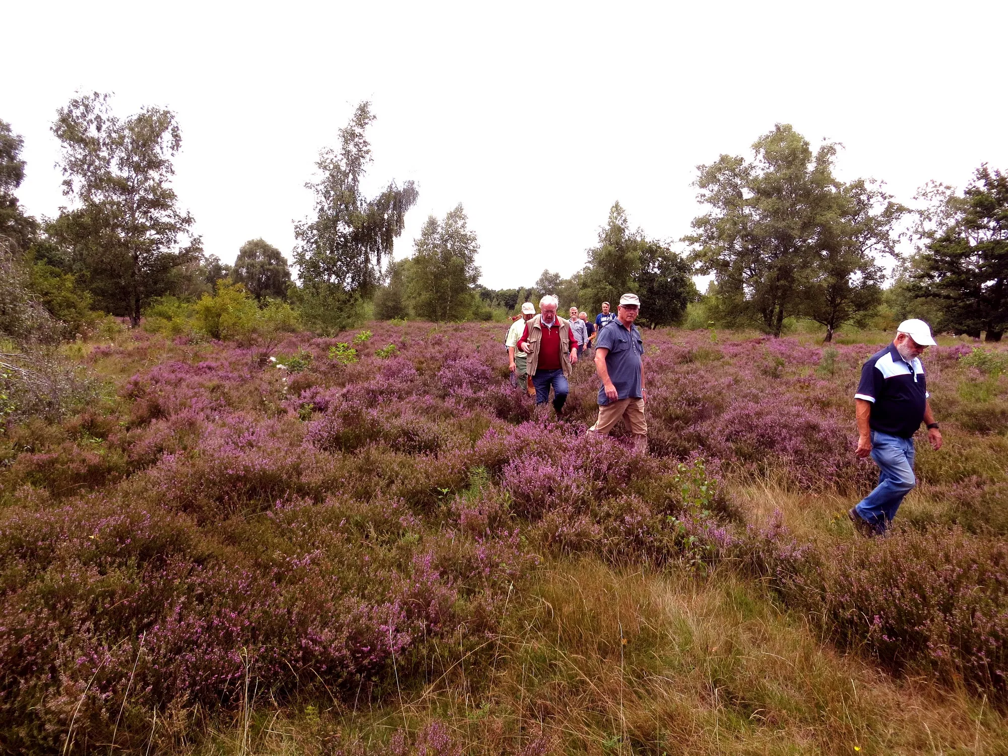 8 paarse pracht op de groote heide piet fleuren 1