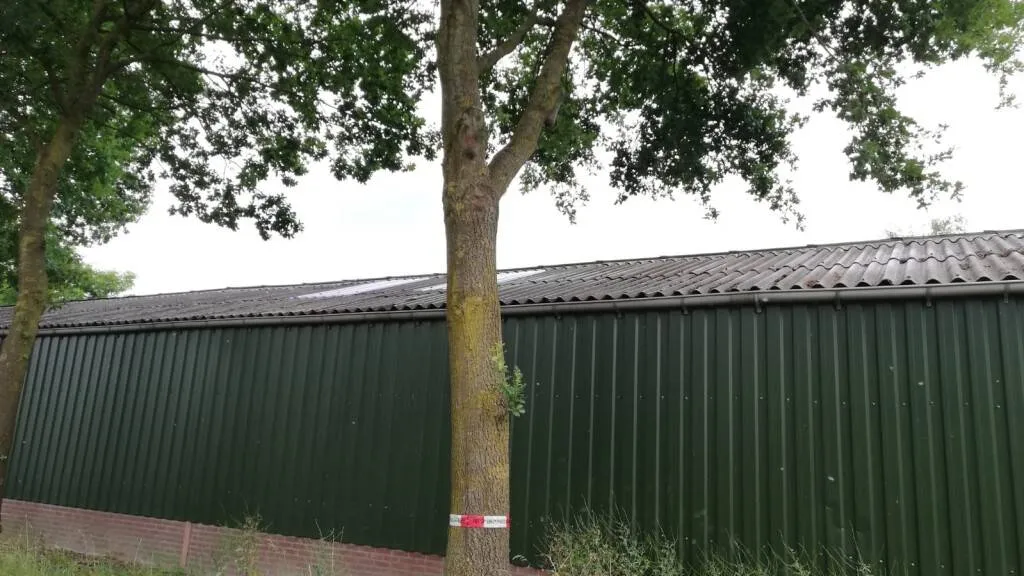 925 eikenprocessierups boekend 2020 1