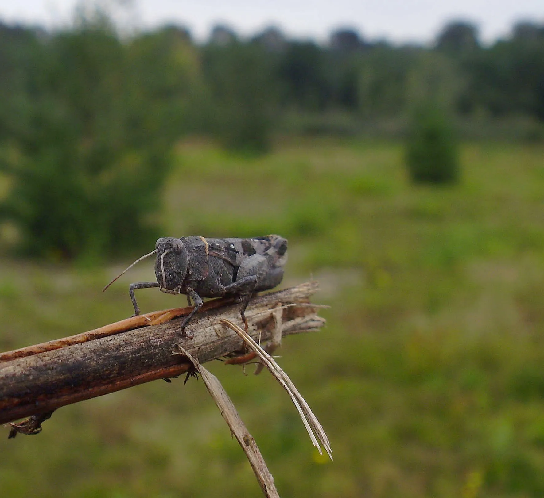 blauwvleugelsprinkhaan nelly schouenberg