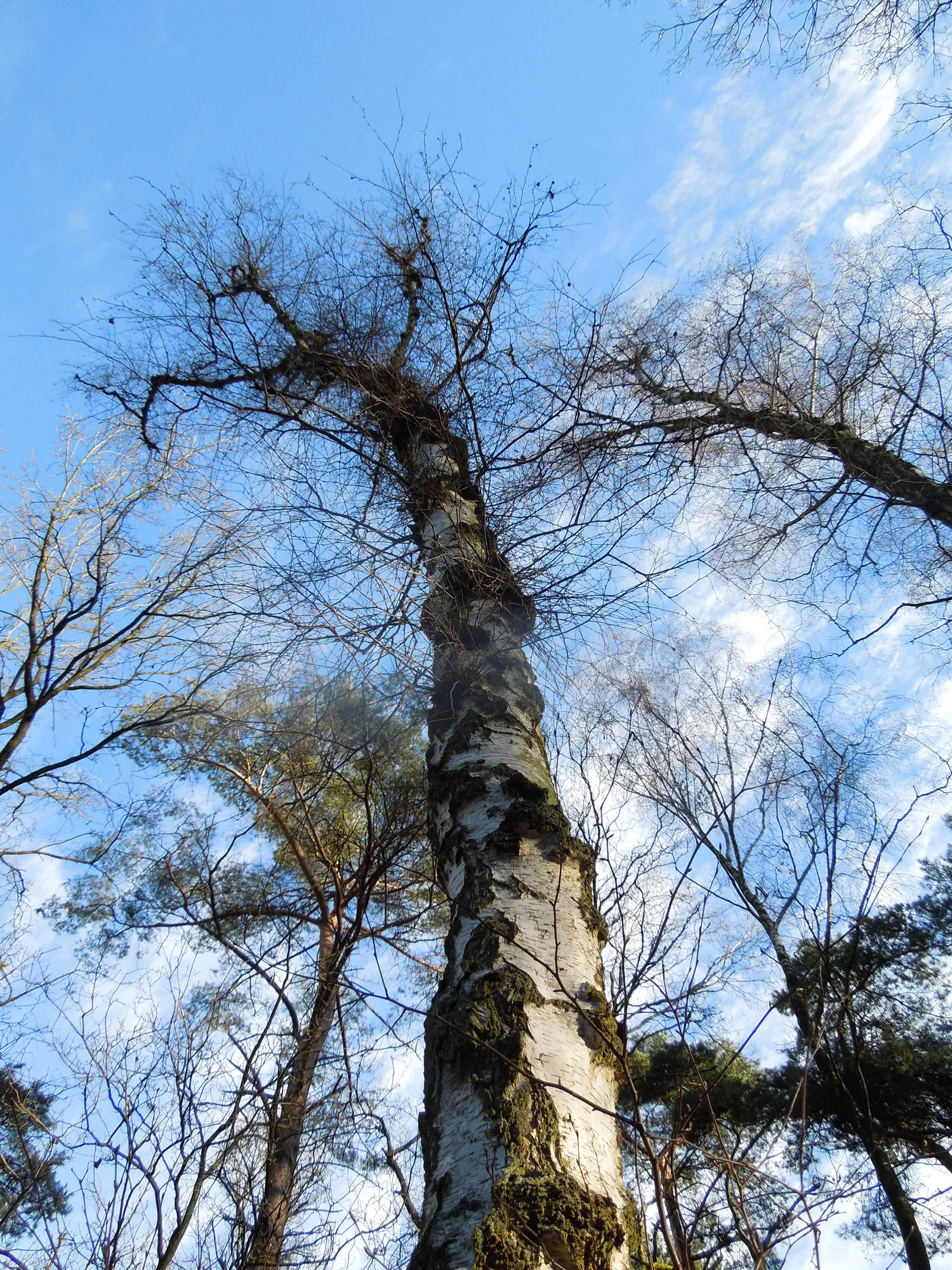 bomen herkennen in de winter nelly schouenberg