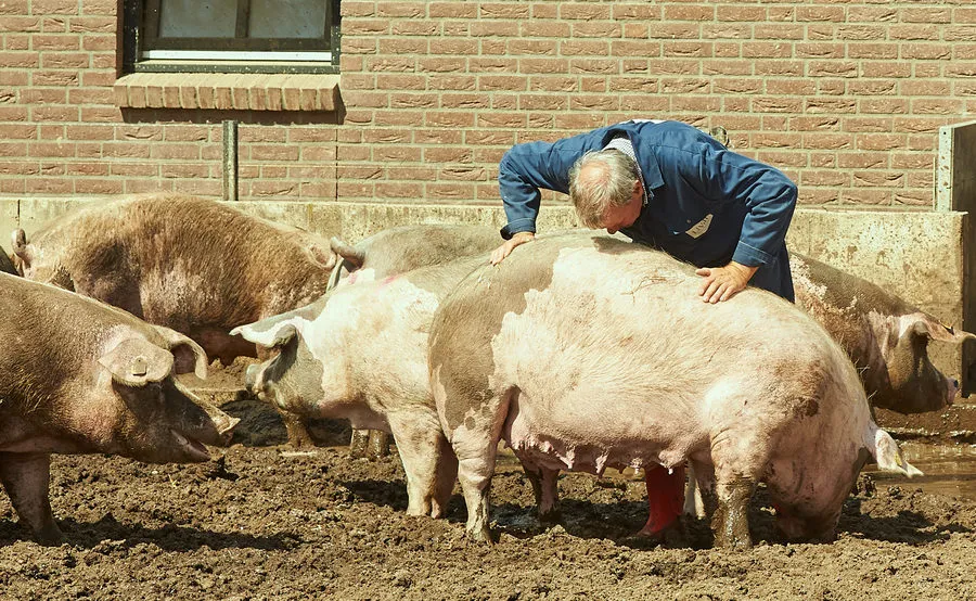 bommel van dam varkens