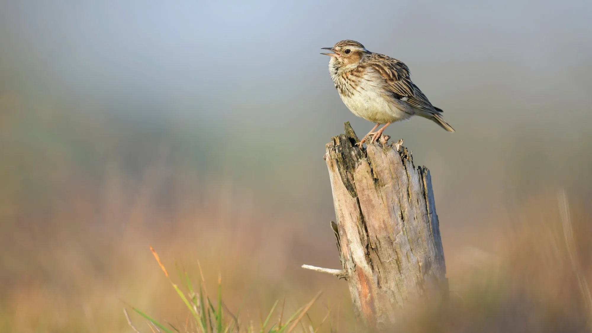boomleeuwerik patrick palmen 1