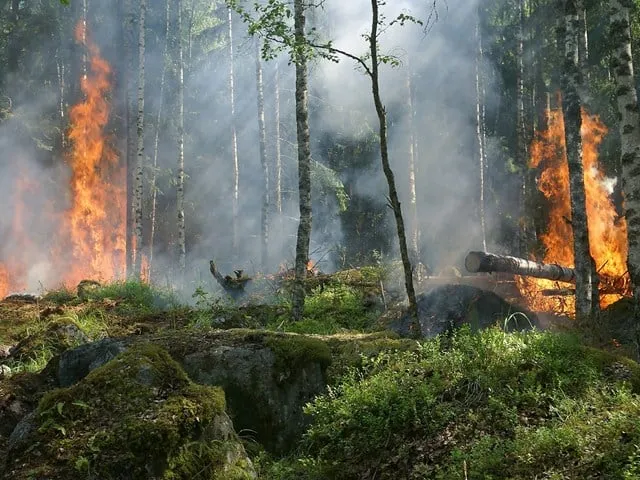 brandweer noord limburg droogte in bos