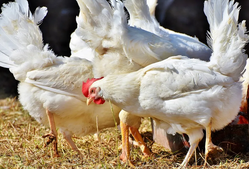 chicken 3735598 960 720