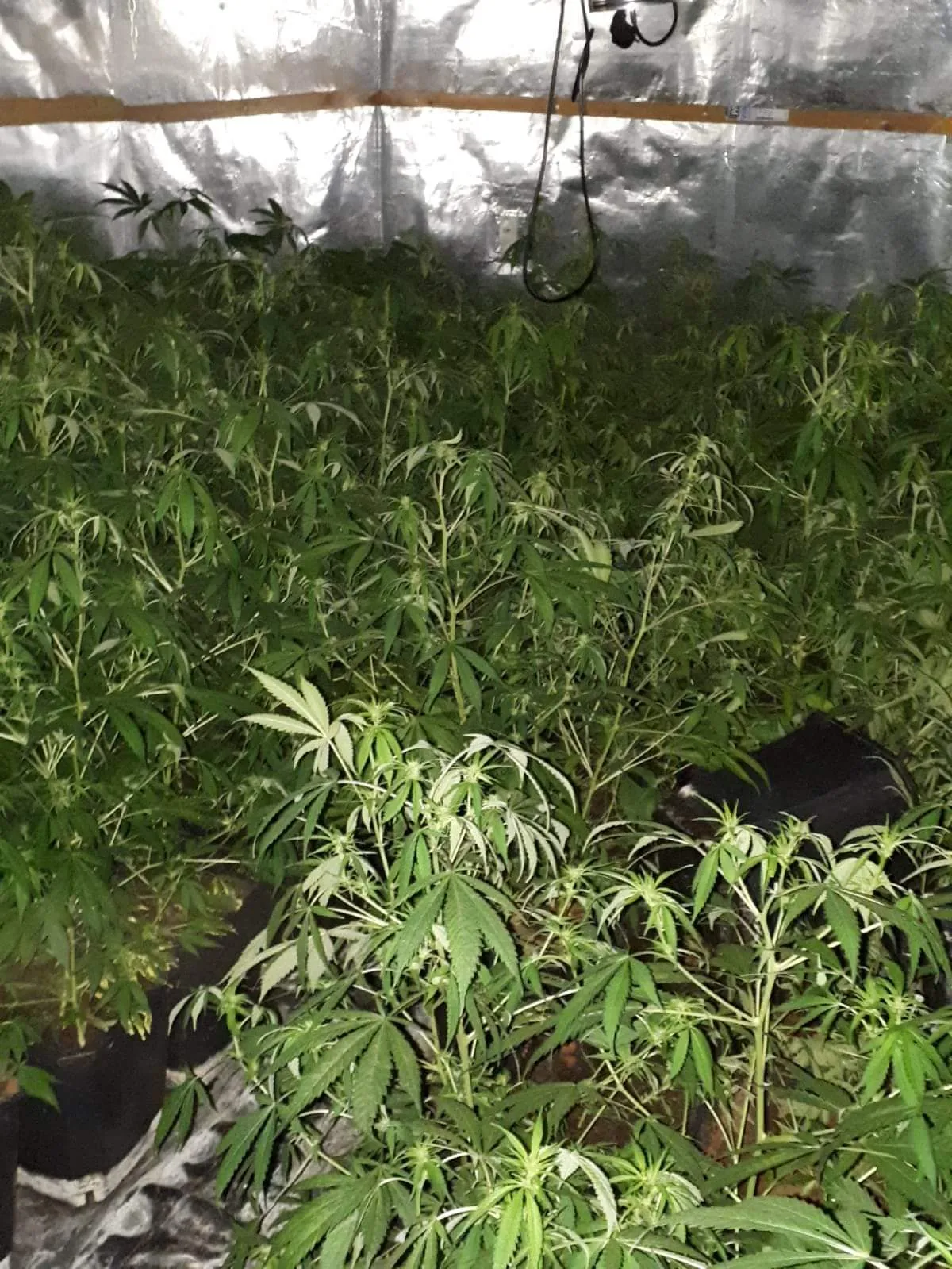 fb img 1535276323522