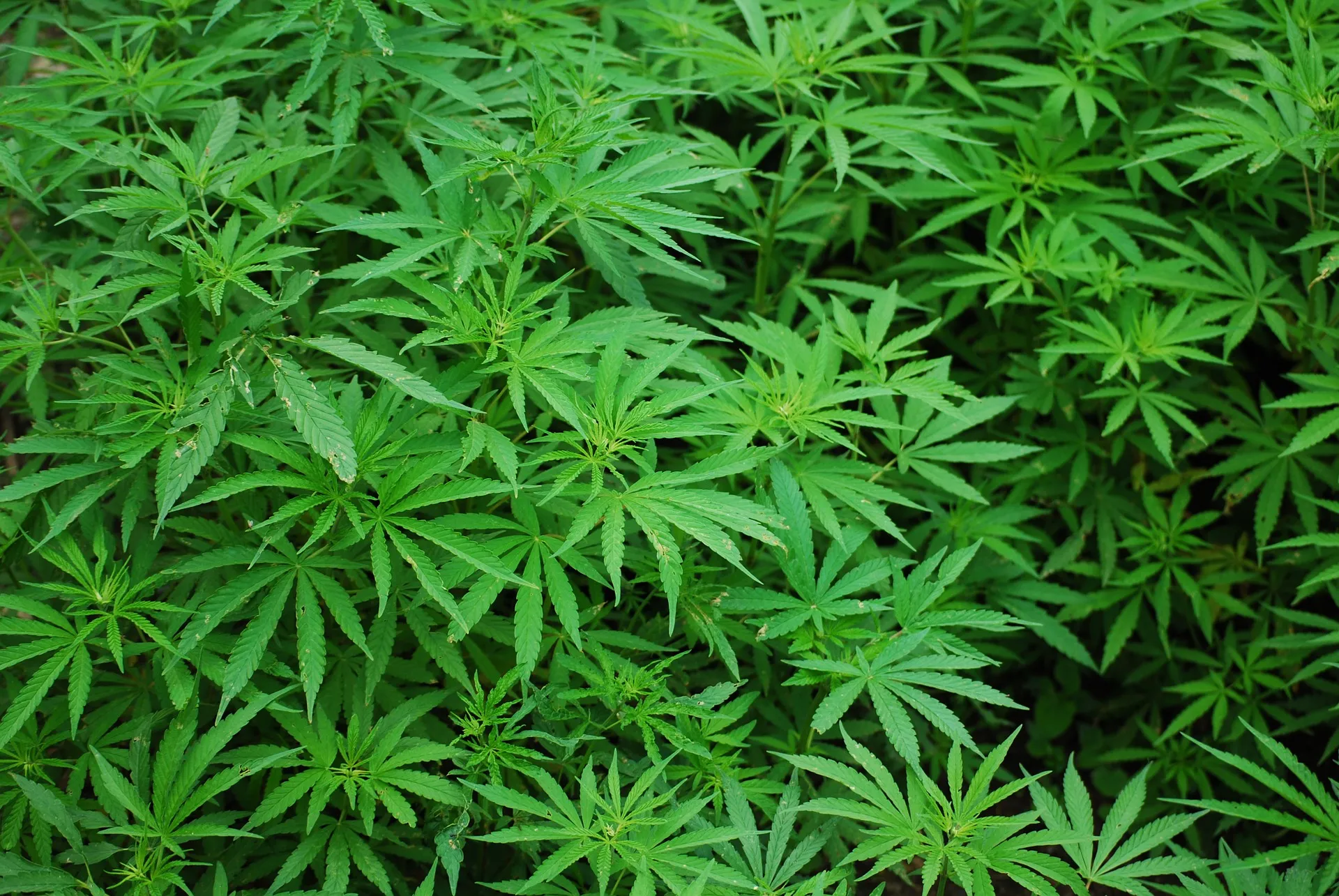 foliage g998bdc904 1920