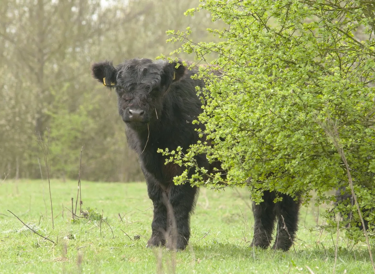 galloway stichting het limburgs landschap henk heijligers