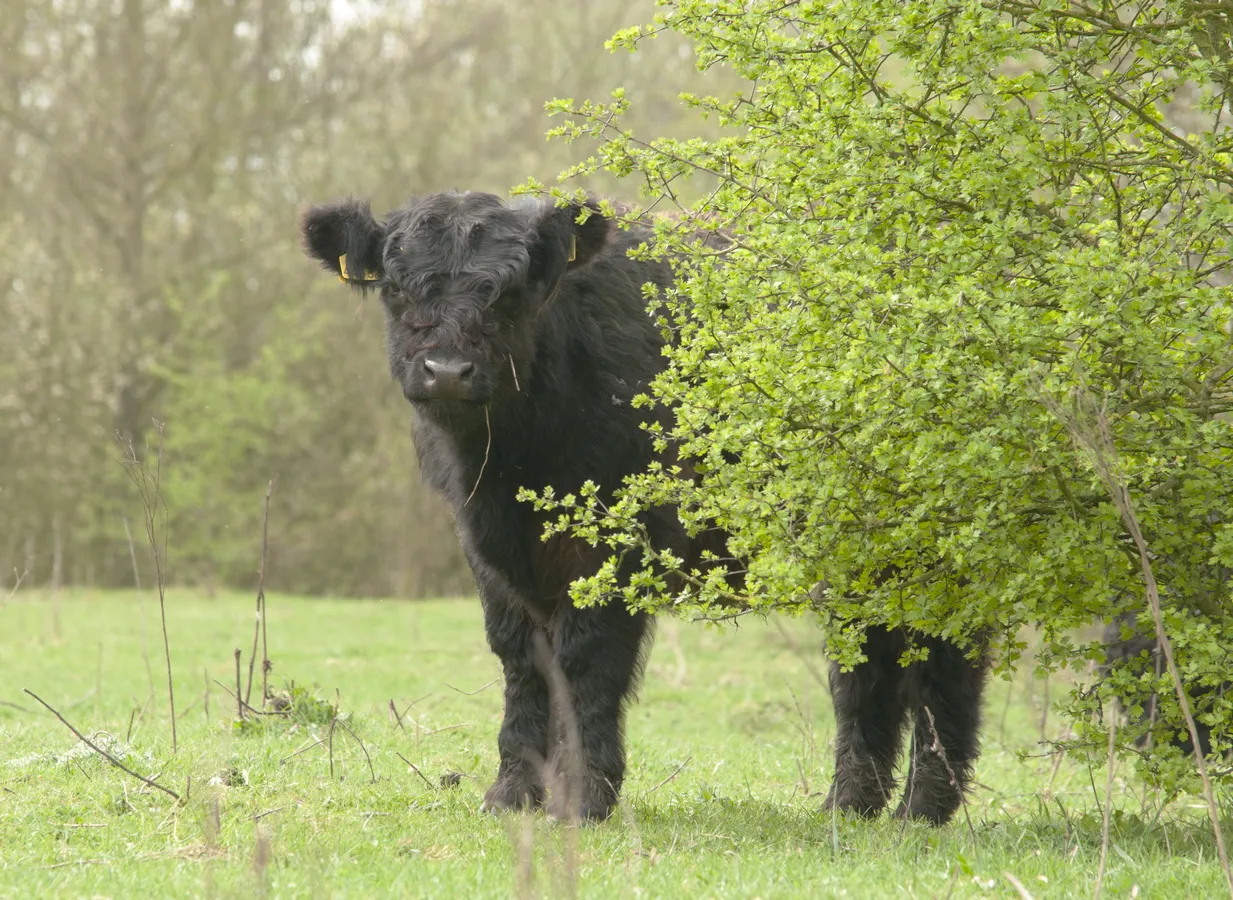 galloway stichting het limburgs landschap henk heijligers