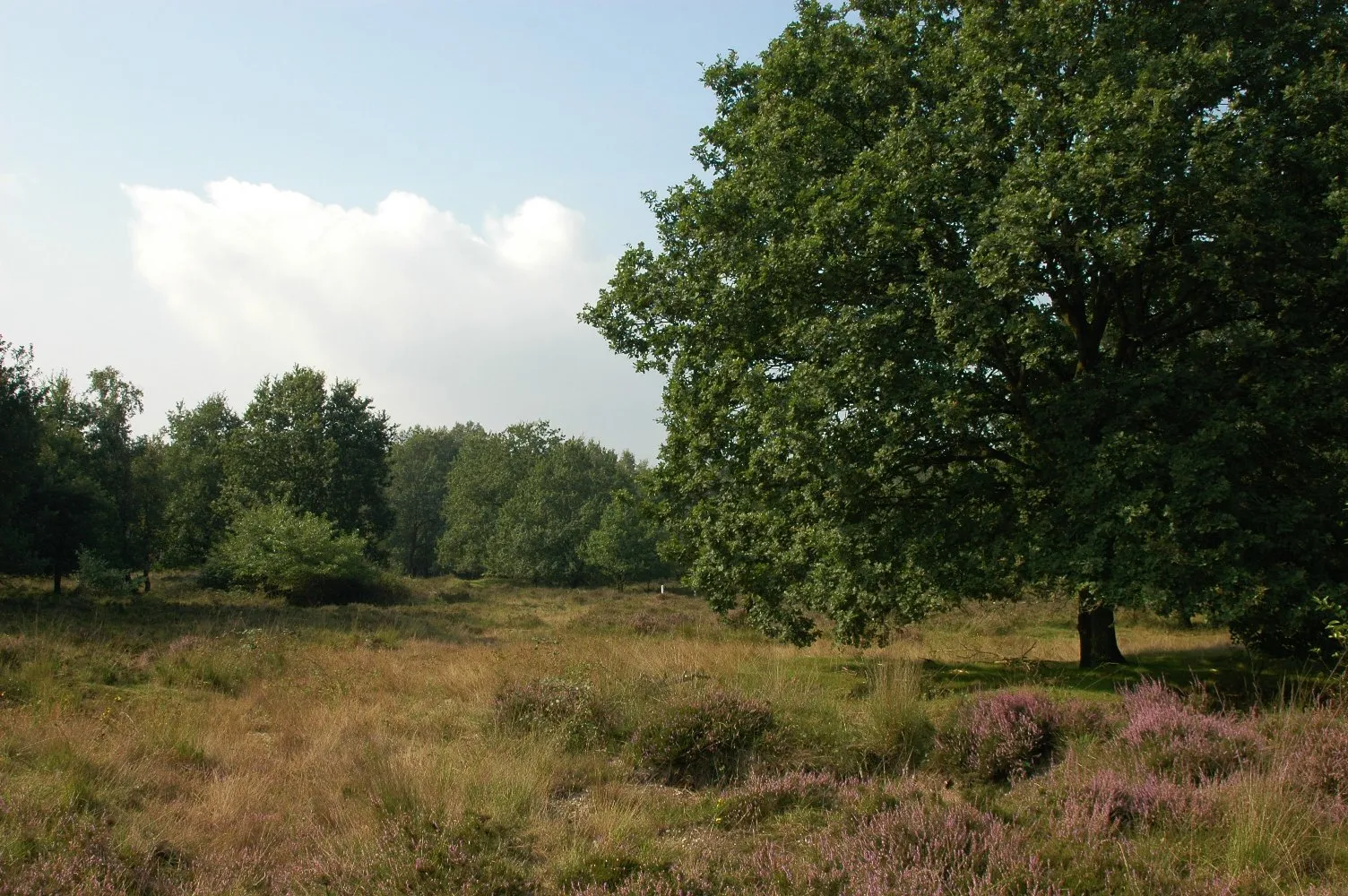 groote heide harry bussink
